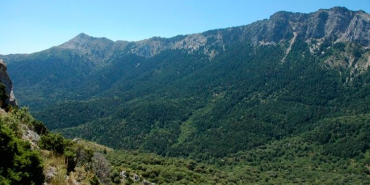 Un estudio de las universidades de Córdoba y Granada constata cómo afecta el cambio climático a los pinsapos 1 bosque pinsapos andalucia