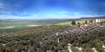 campo de olivos jaén