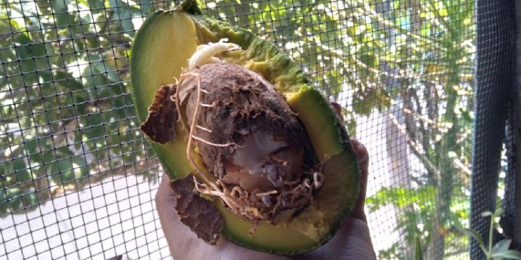 Investigadores malagueños identifican una bacteria beneficiosa para proteger la planta del aguacate 1 aguacate planta raices