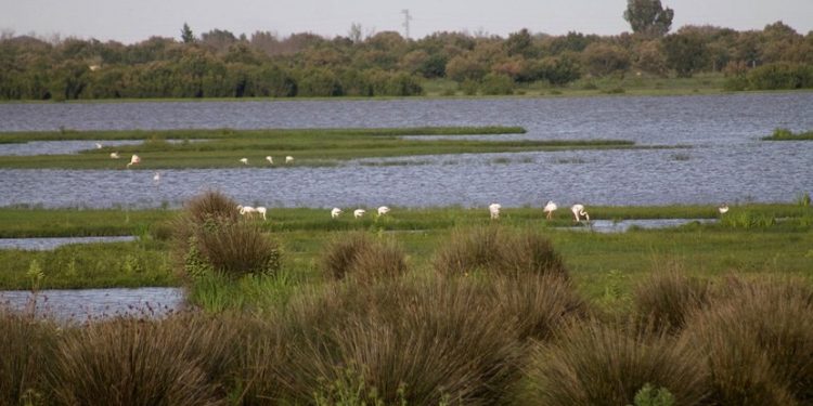 El Gobierno rechaza el plan de la Junta de dar más agua a agricultores en Doñana 1 Doñana Agua