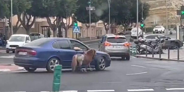 El Seprona identifica a la persona que paseaba a un poni atado a su coche en Almería 1 El Seprona identifica a la persona que paseaba a un poni atado a su coche en Almería