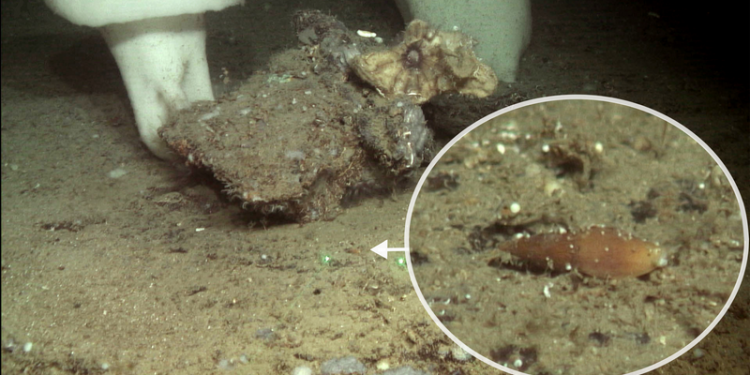 Descubierta una nueva especie de molusco frente a la costa de Almería 1 descubierto molusco almeria IEO UMA