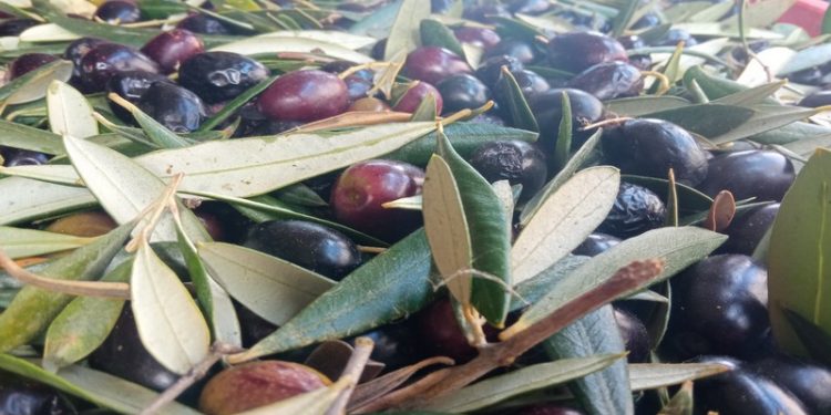 Satisfacción por el 0% del IVA en el aceite: “Para el Gobierno de España, nuestro oro líquido es un producto de primera necesidad” 1 aceitunas oliva