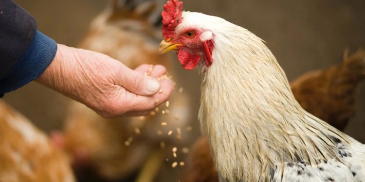 Dos nuevos focos de gripe aviar elevan a 22 el total de casos confirmados en Andalucía 1 gripe aviar andalucia