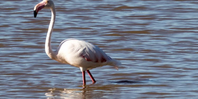 Tecnología IoT para detectar especies invasoras en Doñana 1 parque nacional doñana