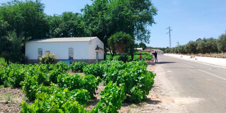 La Guardia Civil detiene en Cuenca al presunto asesino de su pareja en Montemayor 1 La Guardia Civil detiene en Cuenca al presunto asesino de su pareja en Montemayor