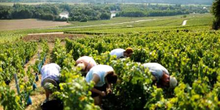 Unos 3.000 trabajadores y trabajadoras se desplazarán este año desde Granada a la vendimia francesa 1 Unos 3.000 trabajadores y trabajadoras se desplazarán este año desde Granada a la vendimia francesa