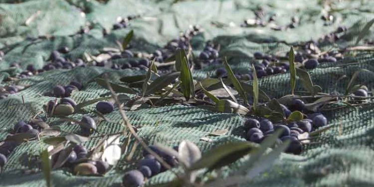 El PSOE de Jaén pedirá a la Junta de Andalucía un plan especial para trabajadores del campo 1 recogida aceituna olivar jaen